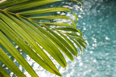 a green palm tree leaf next to the water at Villa Air Bali Boutique Resort and Spa in Seminyak