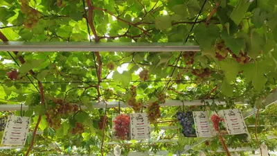 a bunch of grapes hanging from a tree at The Banyumas Villa in Denpasar