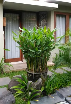 a plant in a pot in front of a house at Uma Karan in Seminyak