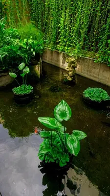 a pond with some plants in the water at Tusita Boutique Hotel in Kuta
