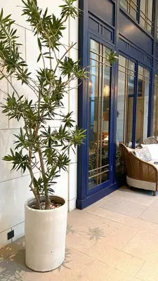 a plant in a pot in front of a door at Kanvaz Village Resort Seminyak in Seminyak