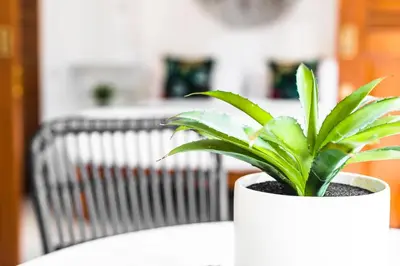 a plant in a white pot sitting on a table at Villa Pandi in Seminyak