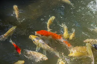 a group of koi fish swimming in a pond at Villa Beji in Seminyak