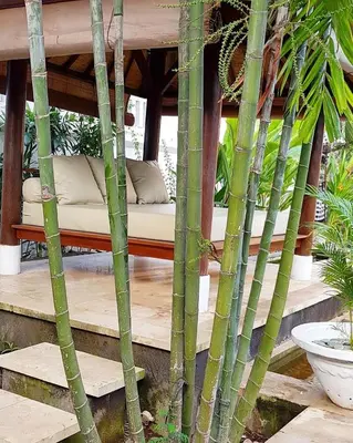 a bed in a wooden room with bamboo poles at Villa Maharaj in Seminyak
