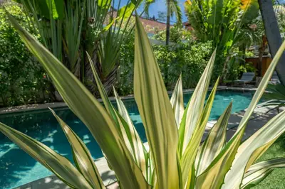 a pool with some plants in front of it at Villa Teman - Luxury 4BR Villa in Central Seminyak - HUGE POOL in Seminyak