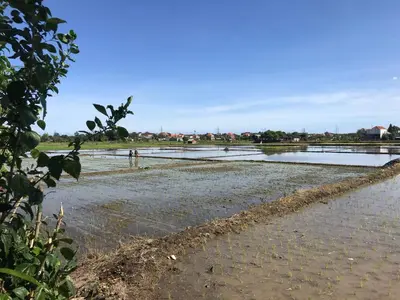 a flooded field with houses in the background at Bali Eco Living Yoga Healing Meditation and Retreat Center in Denpasar