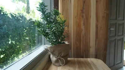 a plant in a basket sitting on a window sill at Endless Summer Surf Camp Kuta in Kuta