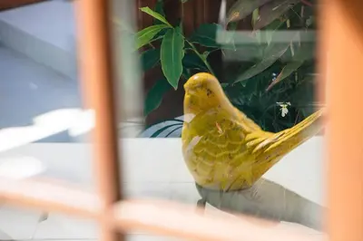 a yellow bird sitting on a table next to a plant at Villa Sintra - 2 BR luxury in tranquil location, walk to beach in Seminyak