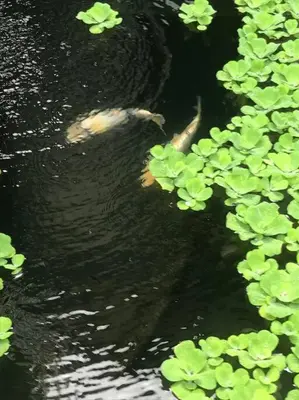 a fish in the water next to a bunch of plants at 5 Bedroom Holiday Villa - Kuta Regency B8 in Kuta