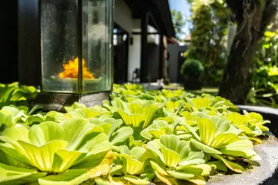 a bunch of green flowers in a garden at PROMO Tropical 3 BD Villa with office and parking in Kerobokan