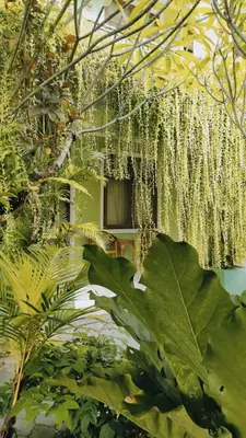 a building with a bunch of plants and a window at PURNAMA HOUSE KUTA in Kuta