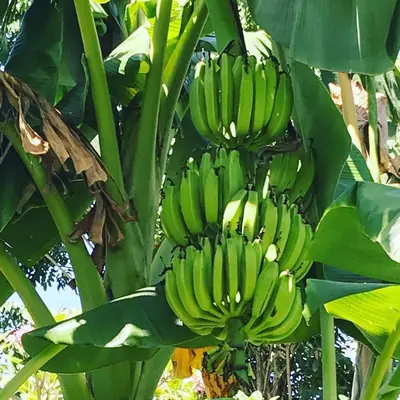 a bunch of green bananas hanging from a banana tree at 5 Bedroom Getaway Villa - Kuta Regency B3 in Kuta